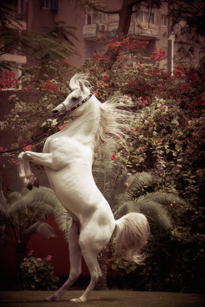 Nasr Marei, Albadeia Stud Farm, Cairo, Egypt. Dahoom Albadeia, stallion. Rearing and showing off his beuaty in the gardens of Albadeia.