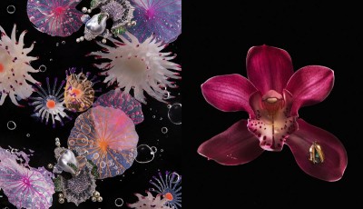 Botanical Exploration: lo Still Life di Collective Resonance, il Numero di VO+ Gennaio 2026